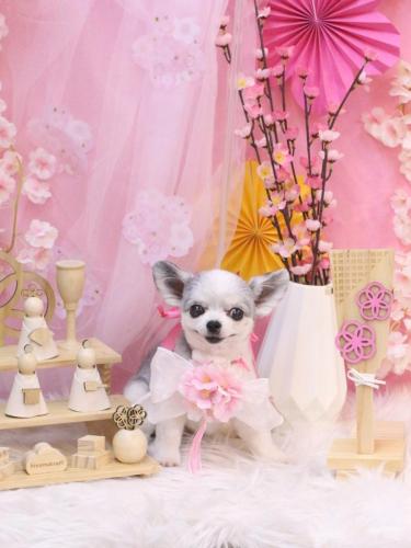 20250309ももちゃん